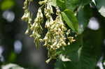 Buckwheat vine